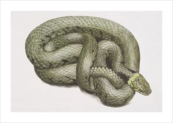 Coiled green snake (Serpentes), high angle view