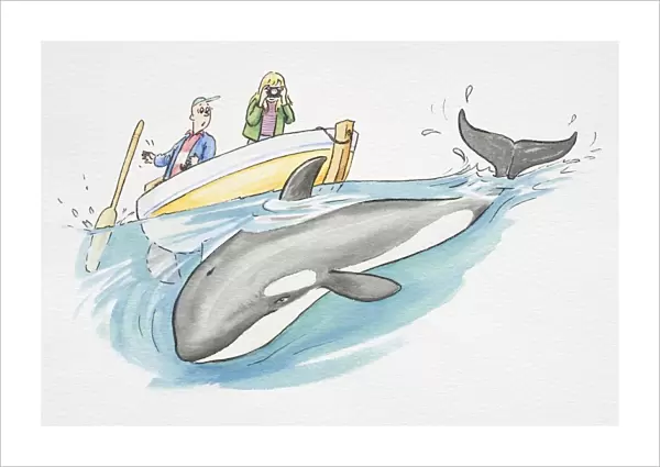 Cartoon of a killer whale under a boat
