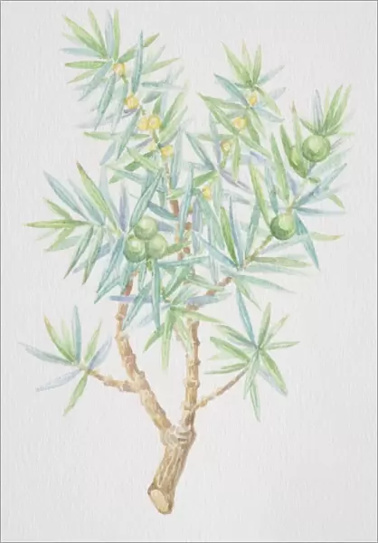 Juniperus, juniper, needle-like sprig