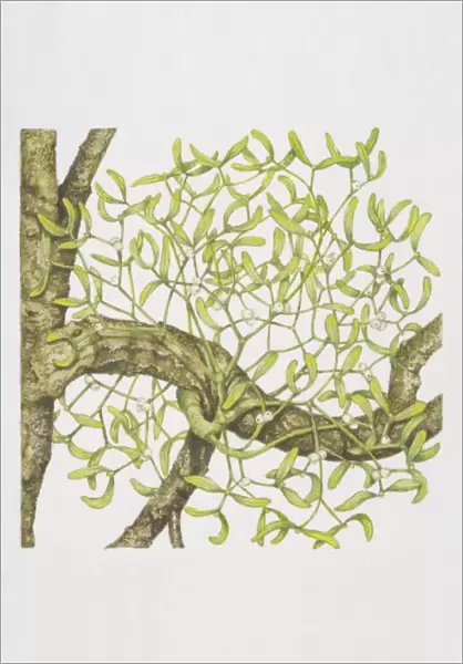 Viscum album, Mistletoe growing on tree branch