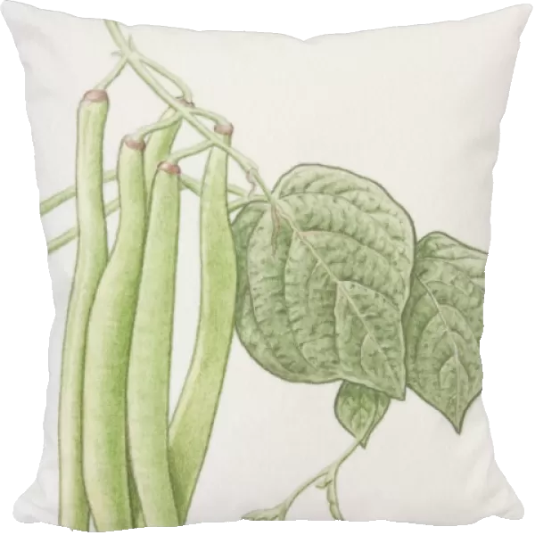 Phaseolus vulgaris, French Bean, green pods on plant