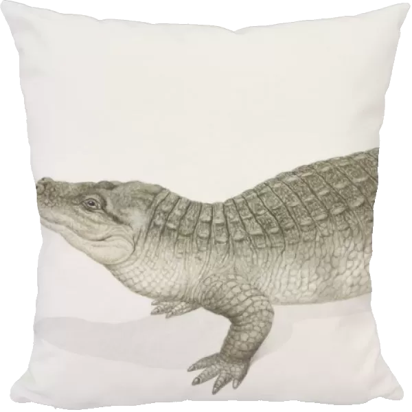 Chinese Alligator (alligator sinensis), side view