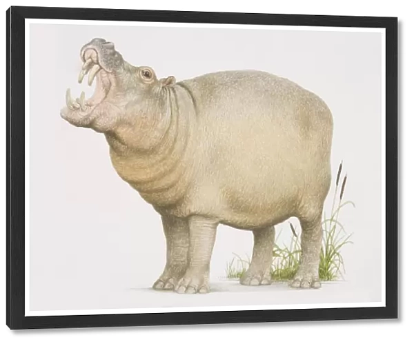 Hippopotamus (hippopotamus amphibius) opening its mouth in a yawn, side view