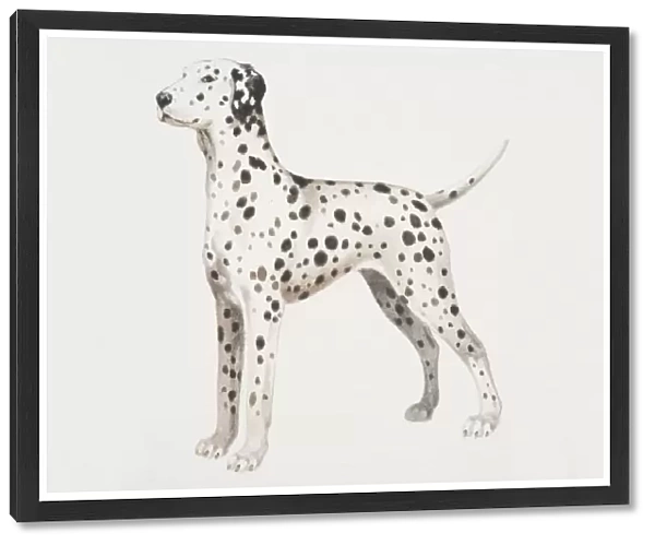 Dalmatian puppy (canis familiaris), side view