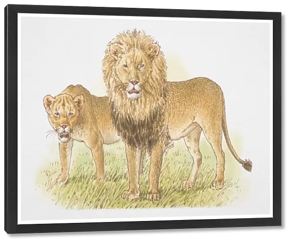 Lion and Lioness (panthera leo), front view