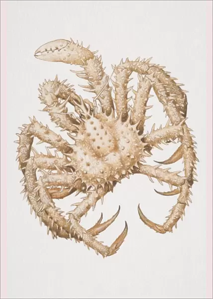 Spiny Spider Crab (malacostracans), view from above