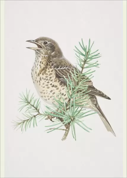 Mistle Thrush (Turdus viscivorus), illustration of pale, black-spotted bird, standing boldly upright, long wings and tail has whitish edges, perched high