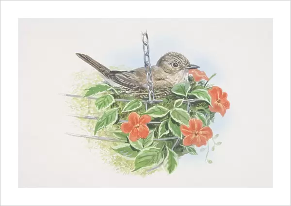 Muscicapa striata, Spotted Flycatcher, illustration of grey-brown in colour with an off-white breast, streaked with darker grey and a streaked forehead, sitting in basket of flowers