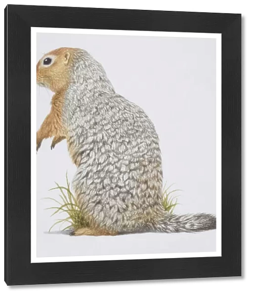 Spermophilus parryi, Arctic Ground Squirrel, side view