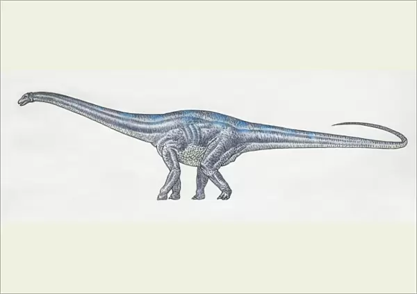 Diplodocus, side view
