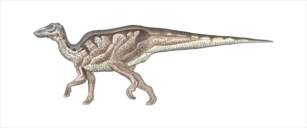 Shantungosaurus, side view