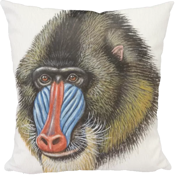 Head of a Mandrill, Mandrillus sphinx, monkey with a blue and red nose