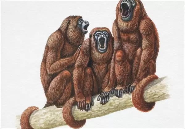 Three Golden Lion Tamarins, Leontopithecus rosalia, sitting with tails wrapped around tree branch and mouths wide open, front view