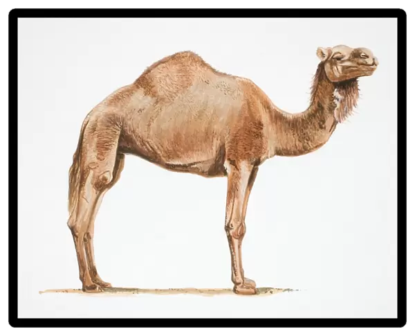 Dromedary, Camelus dromedarius, side view of camel