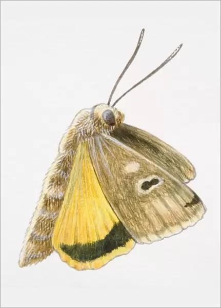 Flying moth