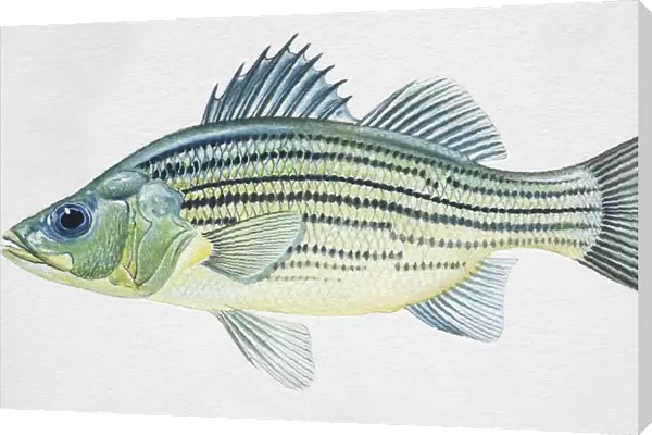 Yellow Bass, Morone mississippiensis, side view