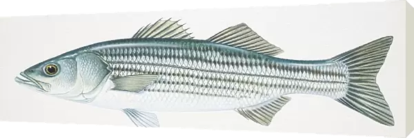 Striped Bass, Morone saxatilis, side view