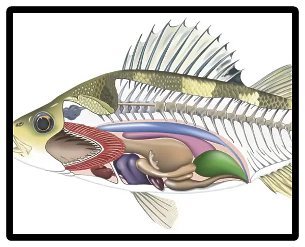 Cross-section diagram of a bony fish illustrating skeleton and internal organs, side view