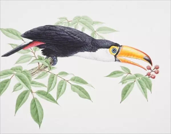 Toco Toucan, Ramphastos toco, perched on tree branch extending its head forward to catch berries with beak, side view