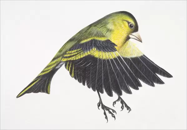 Eurasian Siskin, Carduelis spinus, preparing to land on tree branch by flapping down its wings, spreading tail and extending out feet, side view