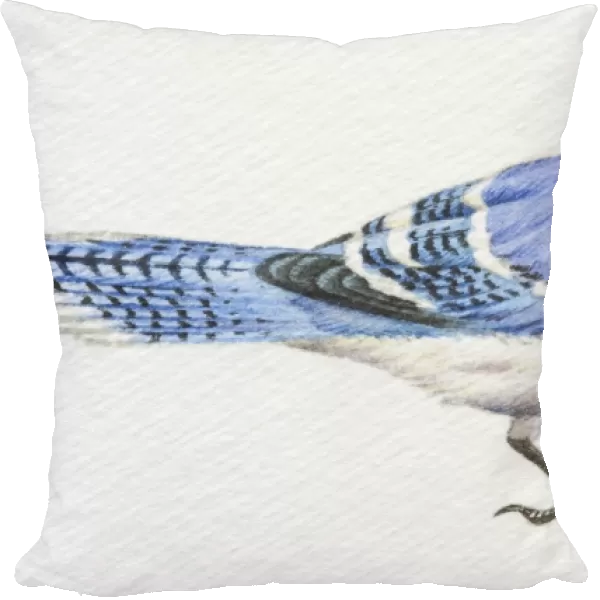 Blue Jay, Cyanocitta cristata, side view