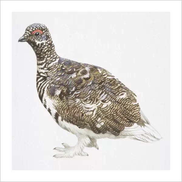 Rock Ptarmigan, Lagopus mutus, highly patterned bird with feathered feet