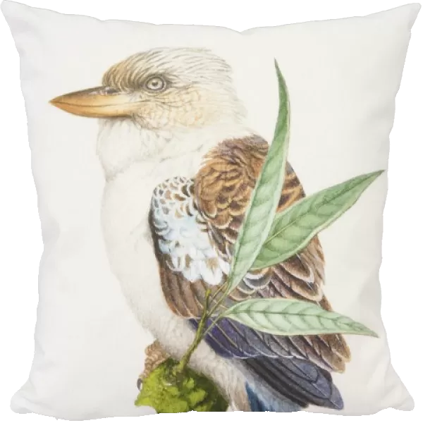 Laughing Kookaburra, Dacelo novaeguineae, brown and white bird with a grey tail on a branch