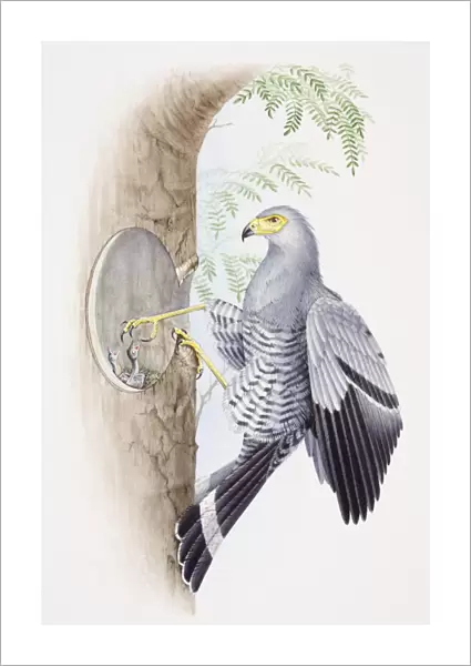 African Harrier Hawk, Polyboroides typus, feeding its young through a hole in a tree