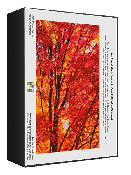 Red Forest Maple Leaves in Peak Fall Colors Wisconsin