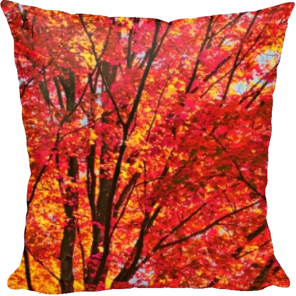 Red Forest Maple Leaves in Peak Fall Colors Wisconsin