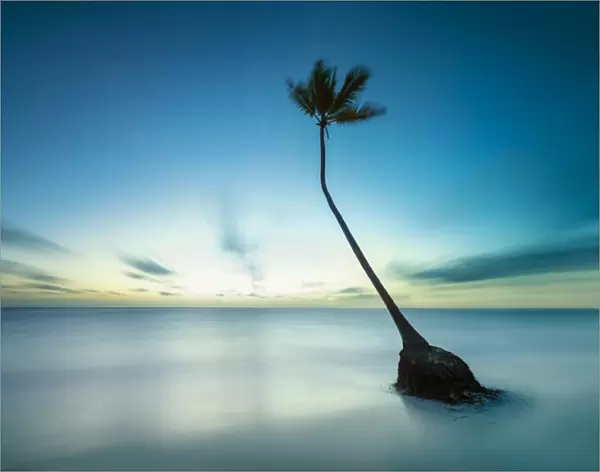 Lone palm tree on a secluded beach
