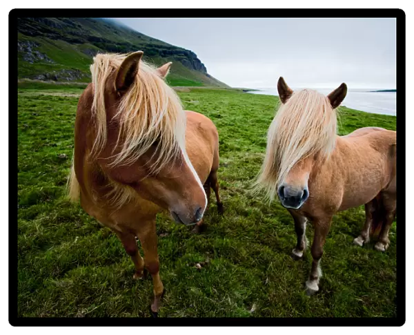 Iceland - Lon Valley: Eastfjord Ponies