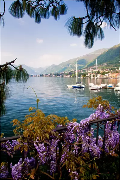 Peace. Lakeside flora frame an idealic scene along banks of Lake Como