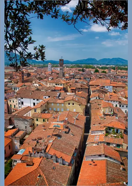 Rooftops of houses, Lucca, Italy
