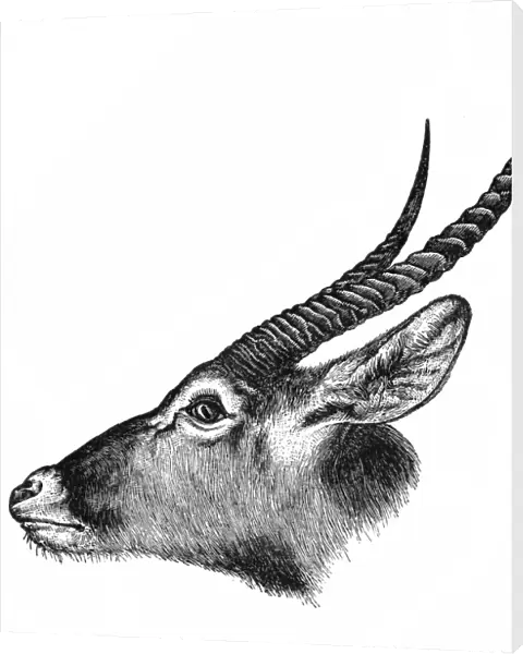 Lichtensteins Hartebeest (Alcelaphus buselaphus)