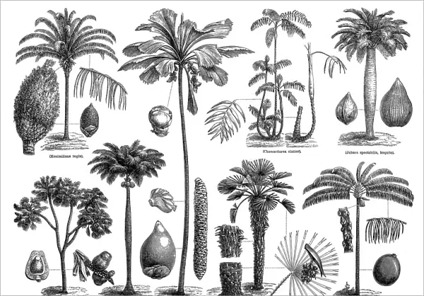 Palms. illustration of a palms