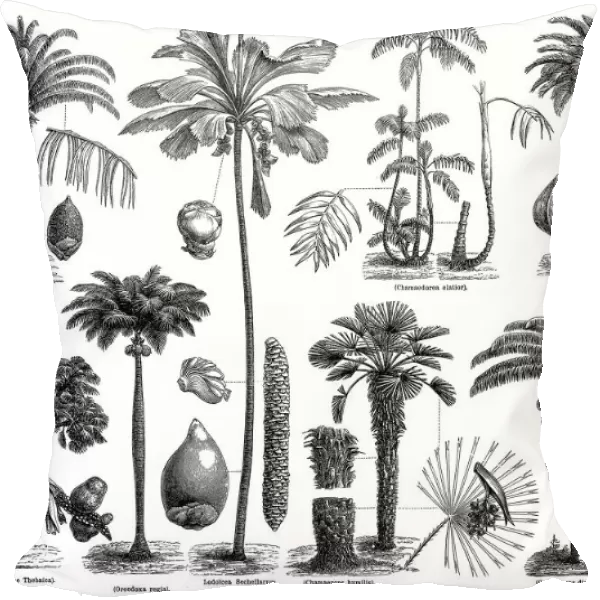 Palms. illustration of a palms