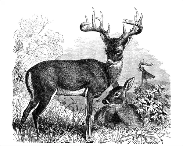Common or Virginian Deer (Cervus virginianus)