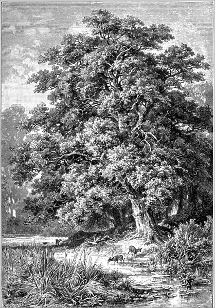 Oak Tree. Illustration engraving of a Oak Tree wood