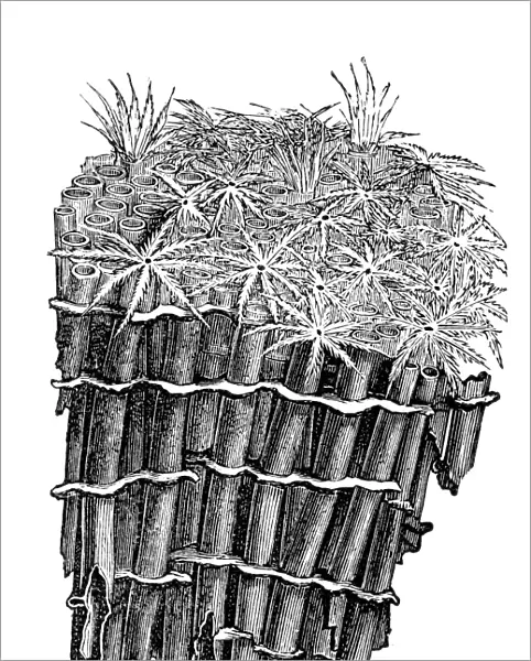 The Organ pipe coral (Tubipora musica)