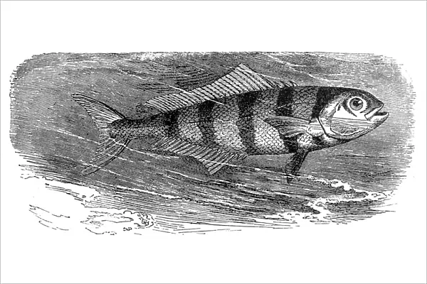 Pilot fish (Naucrates ductor)