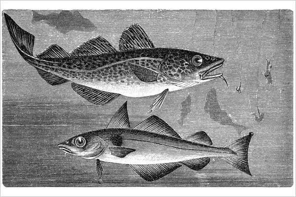 Atlantic cod (Gadus morhua) and Haddock (Melanogrammus aeglefinus)