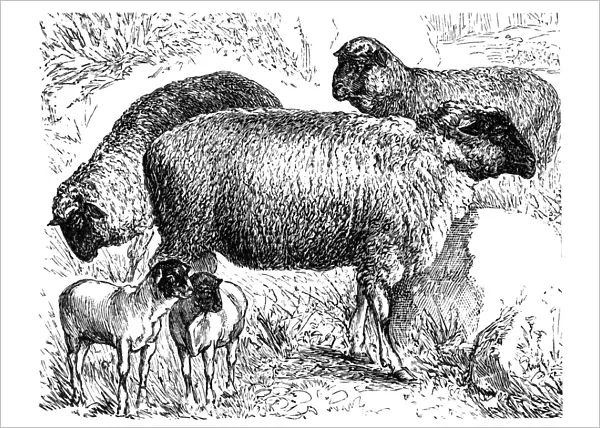 Franken sheep