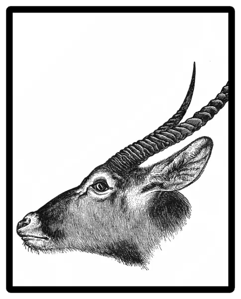 Waterbuck (Kobus ellipsiprymnus)