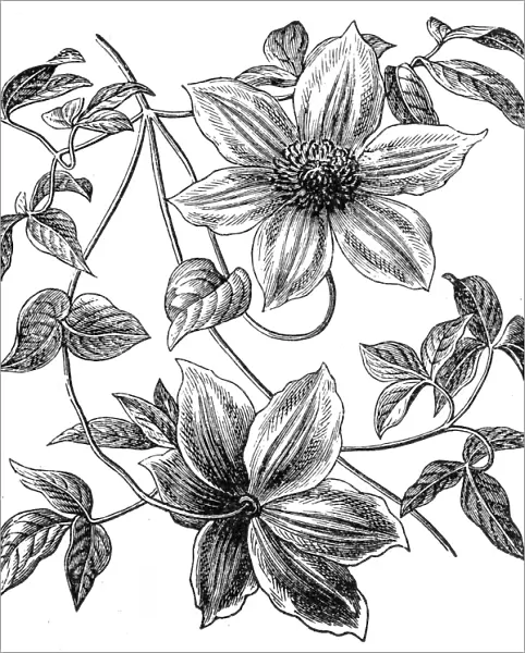 Clematis flowers