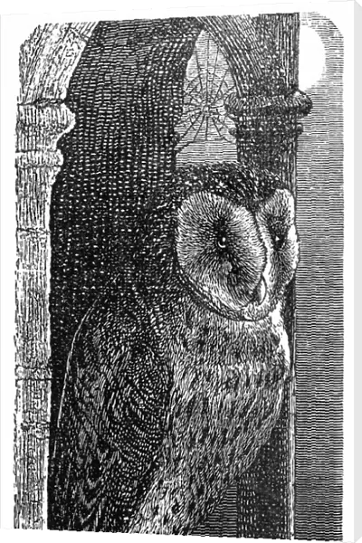 Barn Owl (Strix flammea)