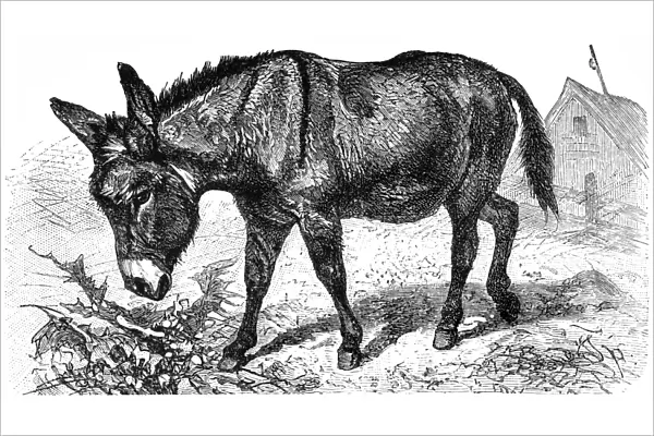 Donkey or Ass (Equus Africanus Asinus)