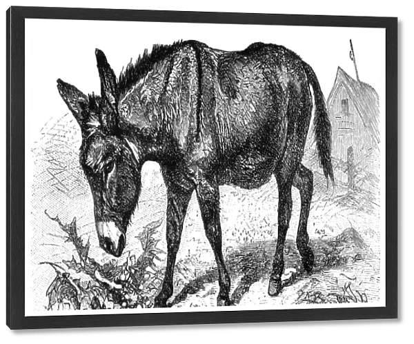 Donkey or Ass (Equus Africanus Asinus)
