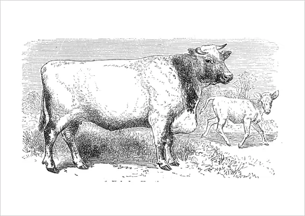 Shorthorn breed