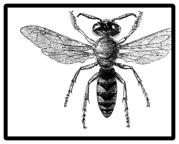 Beewolves (genus Philanthus), also known as bee-hunters or bee-killer wasps
